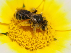 Andrena