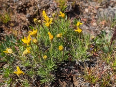 Nestotus stenophyllus