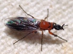 Dilophus tibialis breviceps