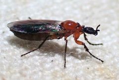 Dilophus tibialis breviceps