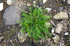 Tripleurospermum inodorum