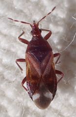 Anthocoris bakeri