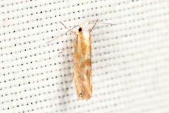 Argyresthia freyella