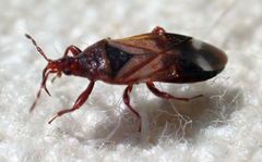 Anthocoris bakeri