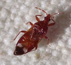 Anthocoris bakeri
