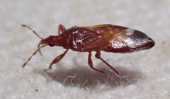 Anthocoris bakeri