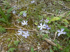 Phlox bifida
