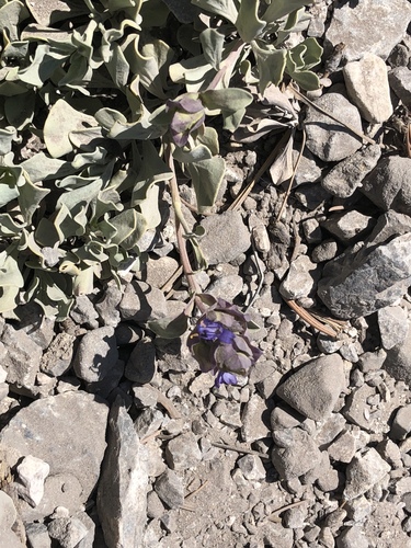 Salvia dorrii var. clokeyi