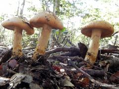 Cortinarius pseudotriumphans
