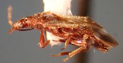 Anthocoris bakeri