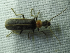 Podabrus flavicollis