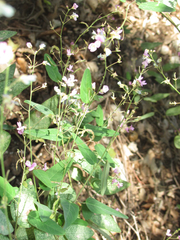 Desmodium psilophyllum