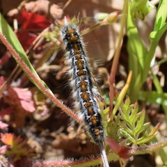 Malacosoma constricta