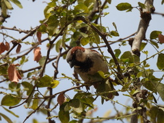 Passer domesticus