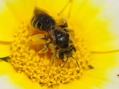 Andrena