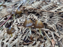 Mycena nivicola