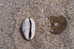 Purpuradusta gracilis