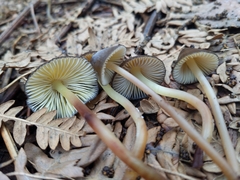 Mycena nivicola