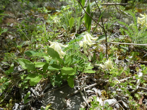 Image of Astragalus tennesseensis by (c) Alaina Krakowiak, some rights reserved (CC BY)