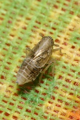 Dicranotropis hamata