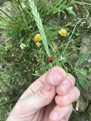 Coccinella septempunctata