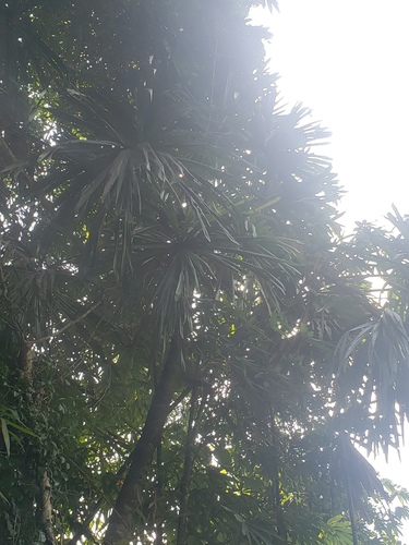 Borassodendron palm (Borassodendron machadonis)