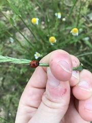 Coccinella septempunctata