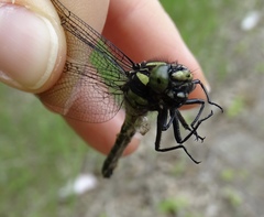 Hylogomphus adelphus
