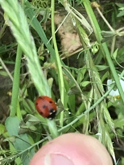 Coccinella septempunctata