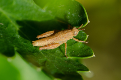 Dichroplus elongatus