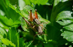 Dichroplus elongatus