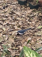 Melanotis hypoleucus