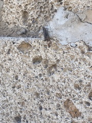 Calliptamus plebeius