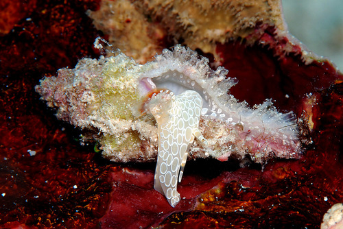 Pterynotus bipinnatus observed 2009-03-08