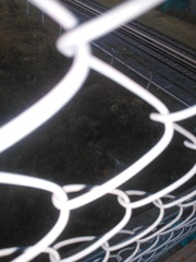 Baccharis notosergila