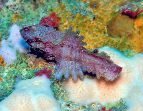 Pterynotus bipinnatus observed 2003-04-28