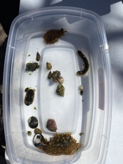 Chiton albolineatus