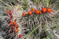 Opuntia stenopetala