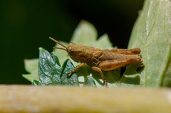 Dichroplus elongatus