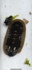 Chiton albolineatus