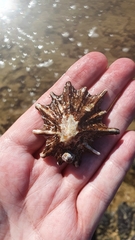 Scutellastra longicosta