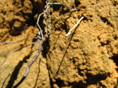 Armillaria gallica image