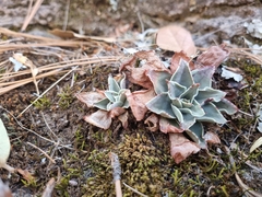 Echeveria strictiflora
