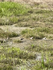 Charadrius wilsonia