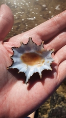 Scutellastra longicosta