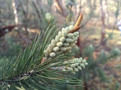 Pinus greggii