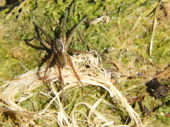 Diapontia uruguayensis