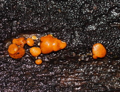 Trichoderma paraviridescens