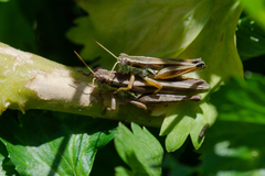 Dichroplus elongatus
