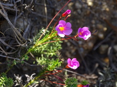 Oxalis pardales
